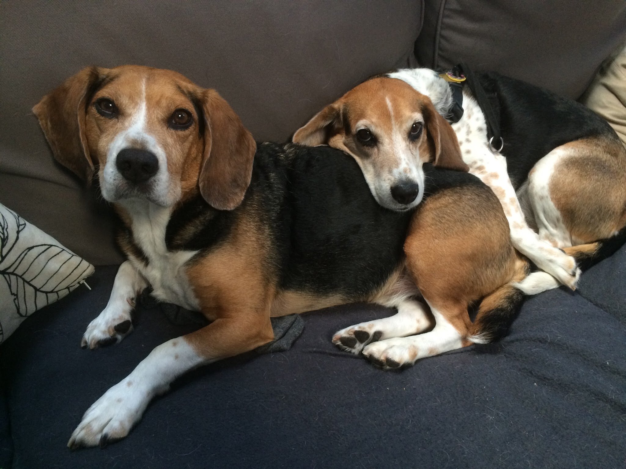 Barley and Ranger, our two favorite Beagles